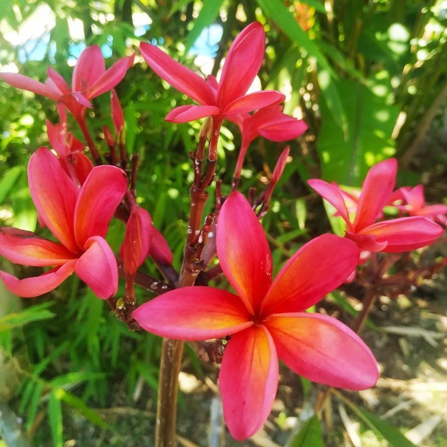 Black Bamboo Puerto Viejo de Talamanca Εξωτερικό φωτογραφία