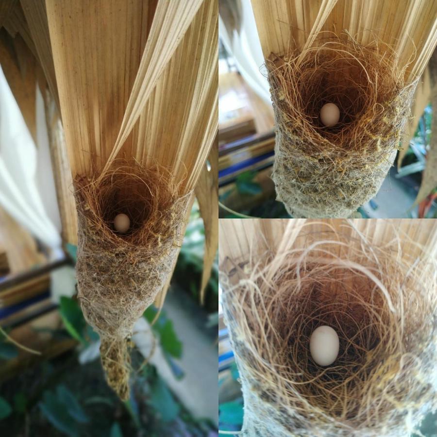 Black Bamboo Puerto Viejo de Talamanca Εξωτερικό φωτογραφία
